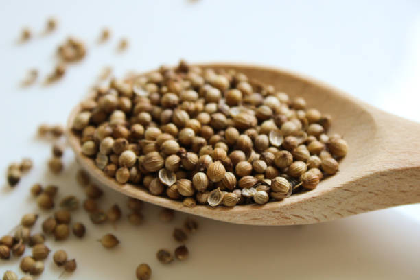 خرید و قیمت تخم گشنیز ترد + فروش عمده